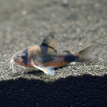 Weitzmans Panzerwels, Corydoras weitzmani